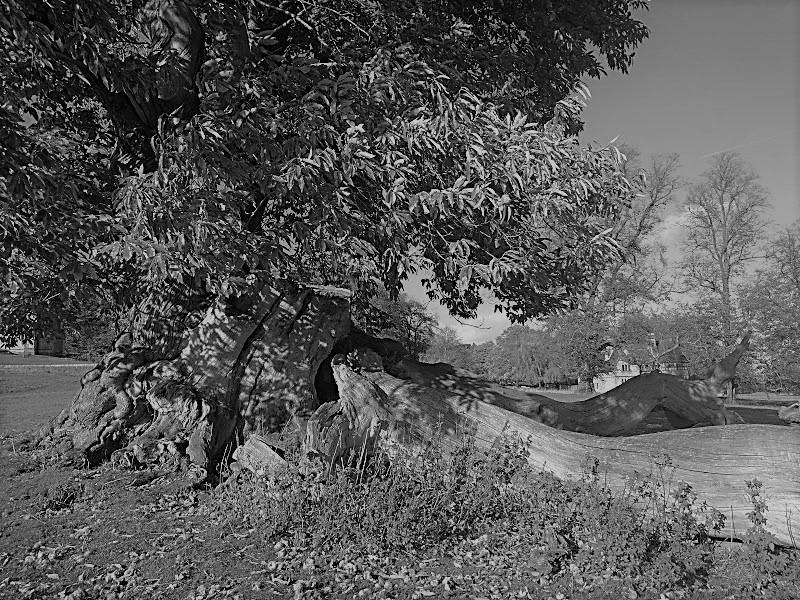 Yet more ancient&nbsp;trees