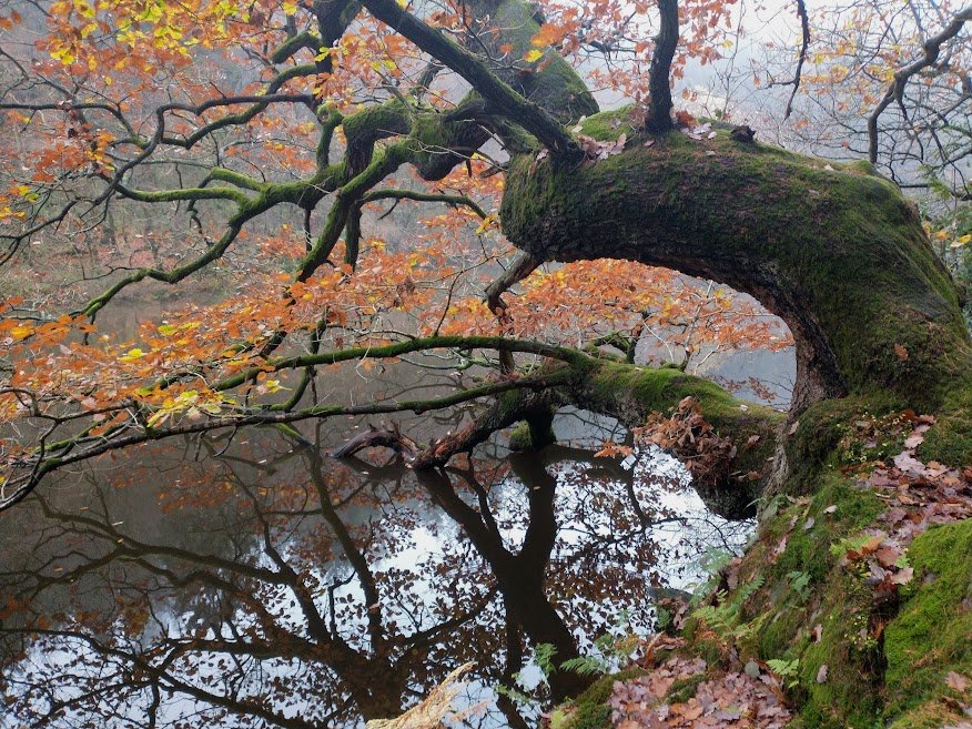 The Way through the&nbsp;Woods