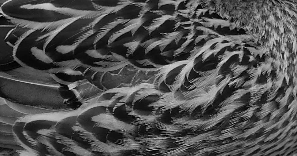 Colour?  Or Black &&nbsp;White?