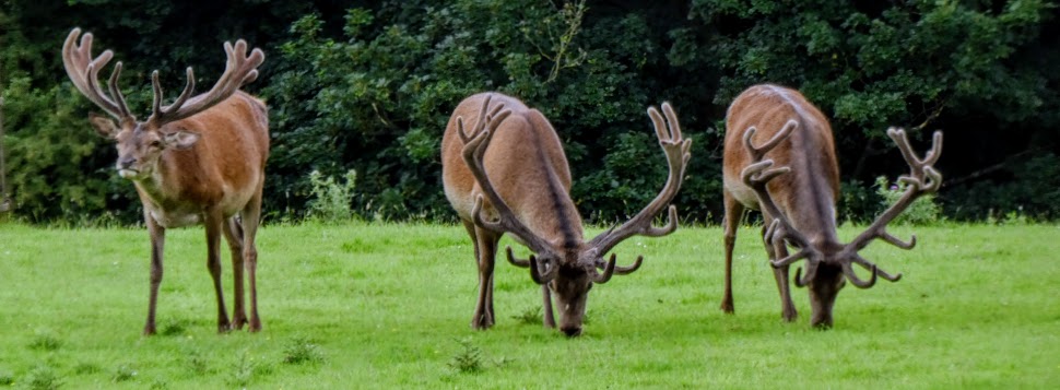Wildlife close to&nbsp;home