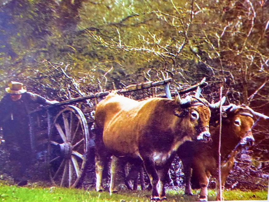 Monday portrait of a young&nbsp;cow