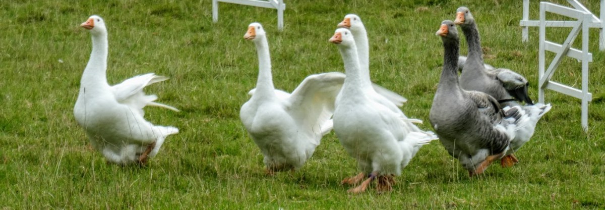 On the Sixth Day of Christmas&nbsp;…