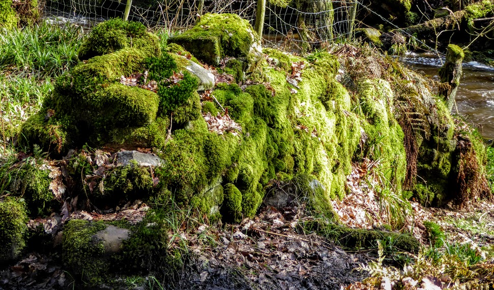Thoroughly British Rainforests – From Pyrenees to Pennines