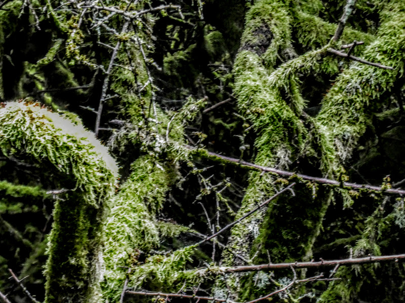 Thoroughly British Rainforests – From Pyrenees to Pennines