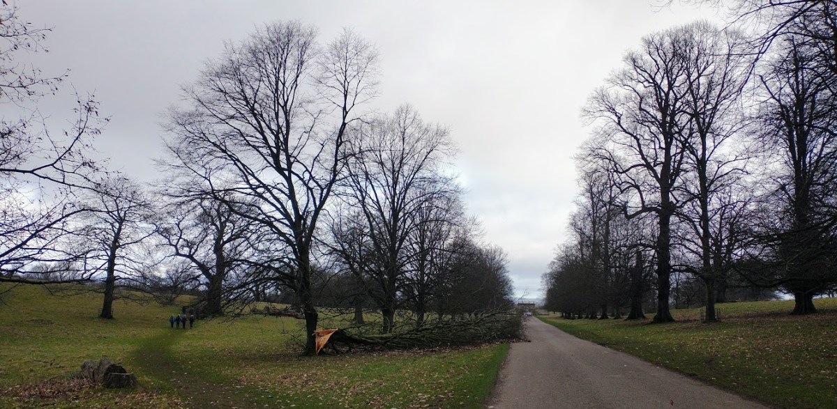 Otto the tree-feller