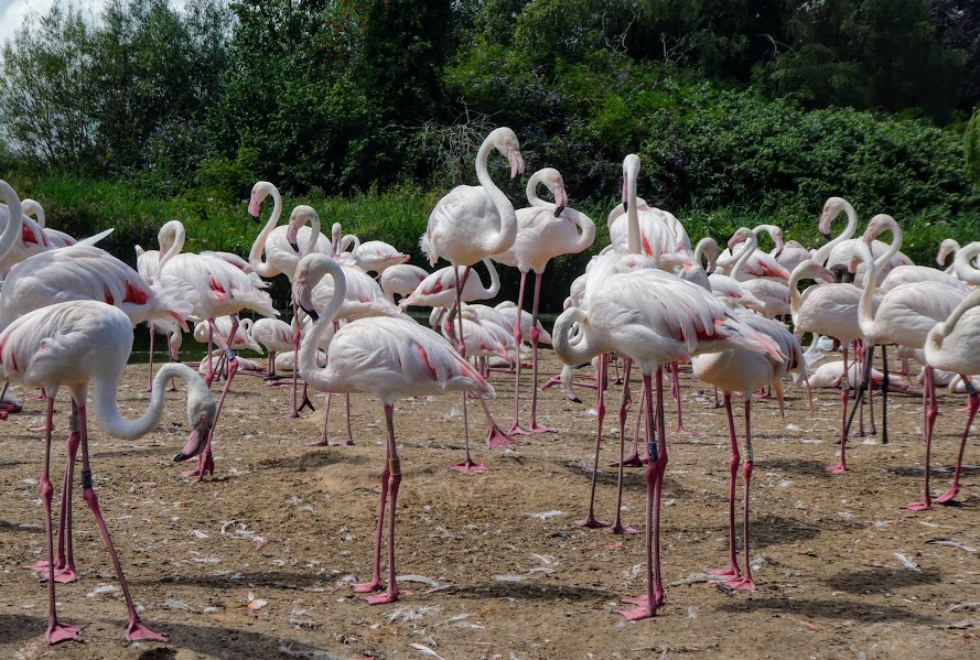 Monday Portrait:  A Flamboyance of&nbsp;Flamingos
