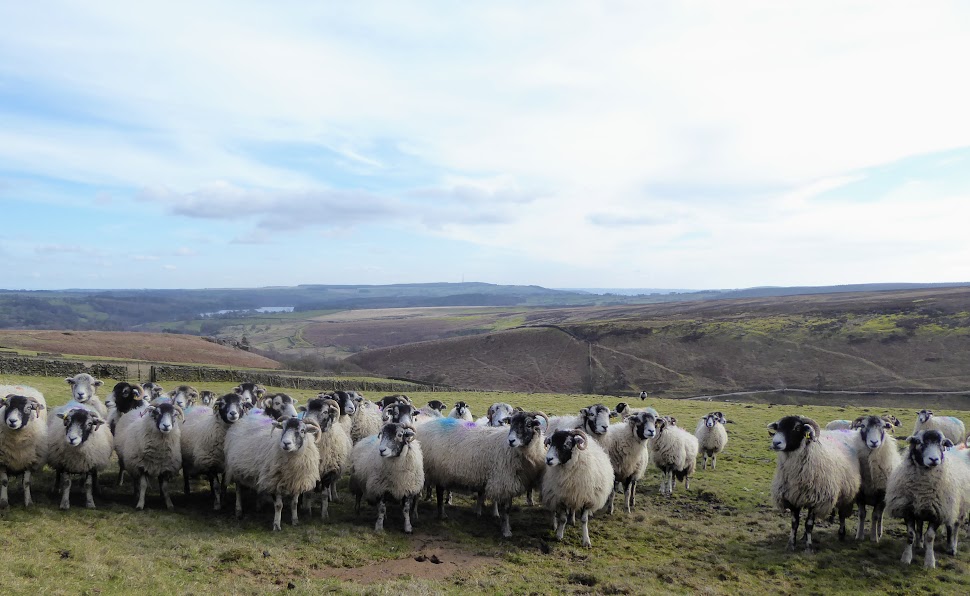 Monday Portraits of Dozens of&nbsp;Sheep