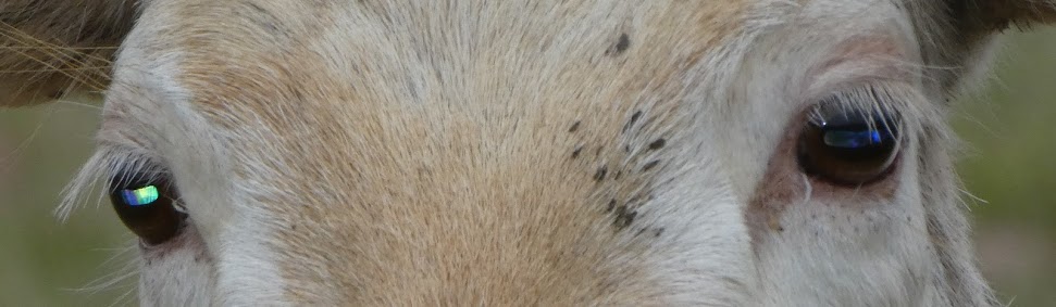 The Eyes Have&nbsp;It