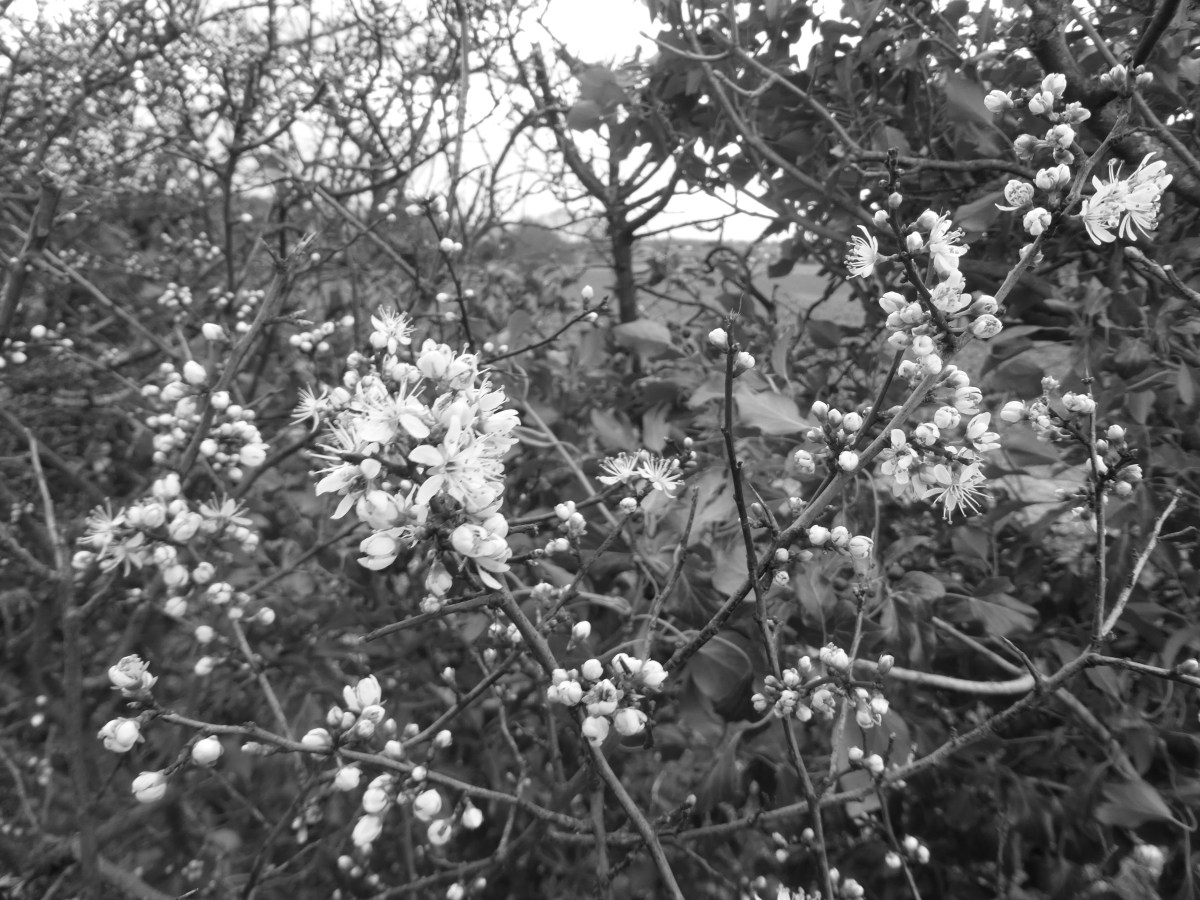 Spring in Black and&nbsp;White