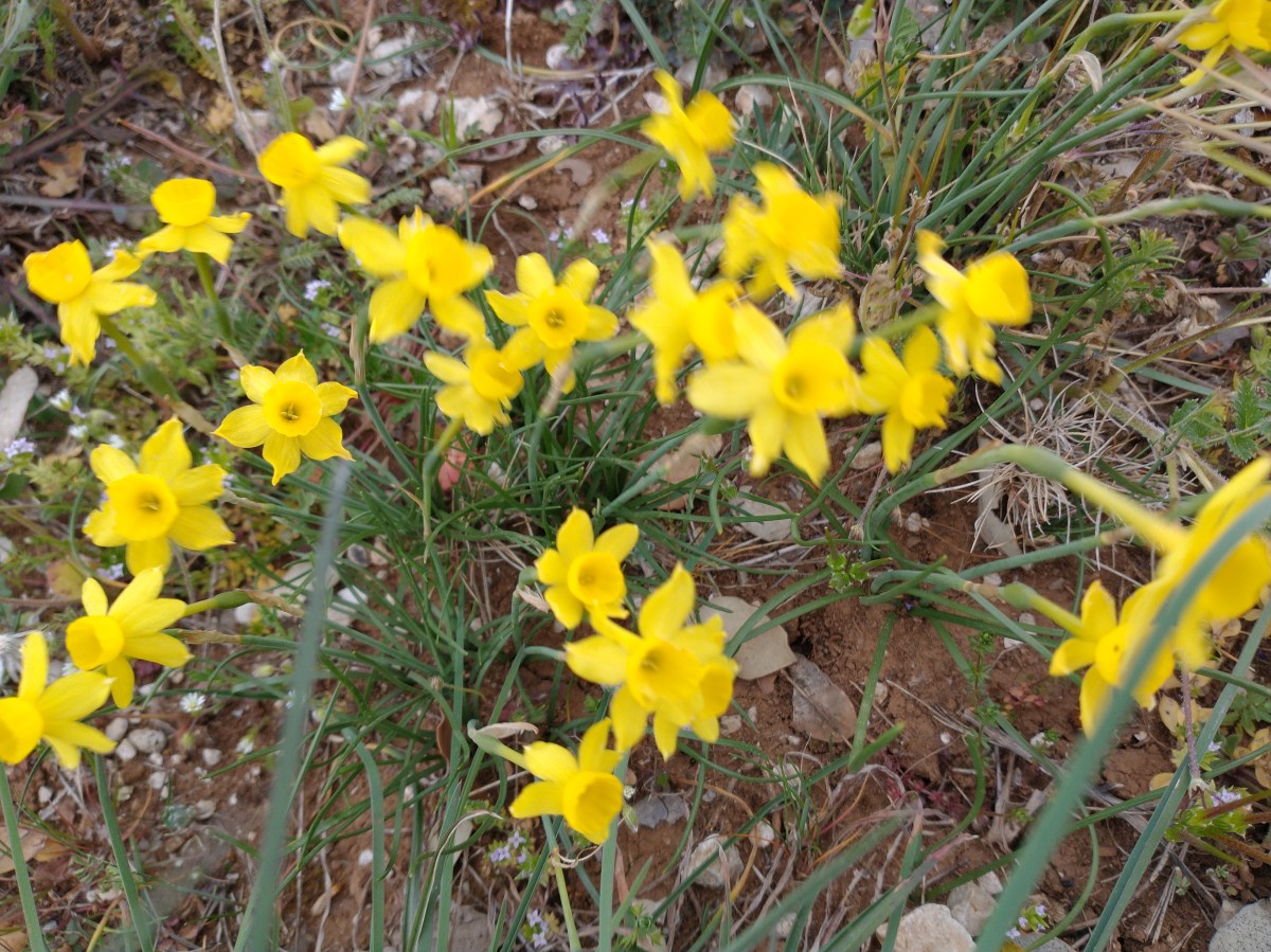 Postcards from the&nbsp;Minervois