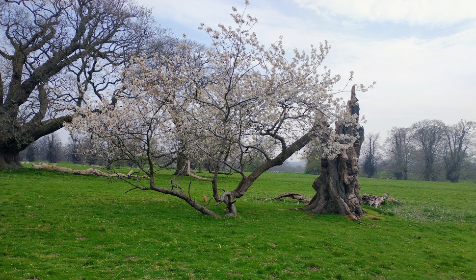 Venerable Trees, Ancient&nbsp;Trees