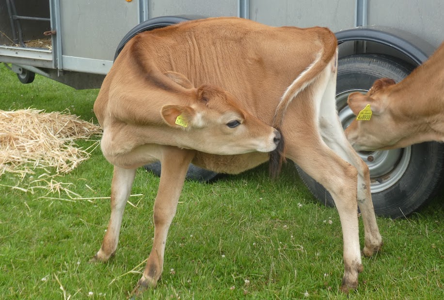 Townie Toddler in the&nbsp;Countryside
