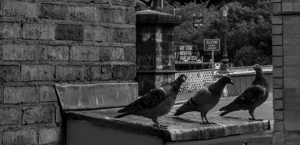 Wild(ish) life in the&nbsp;city