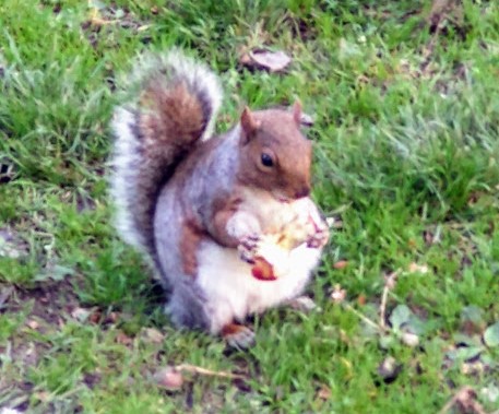 Monday Portrait: the Opportunist&nbsp;Squirrel