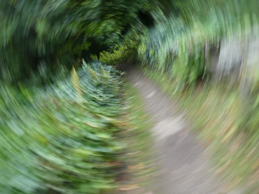 Three Faces?  Tree Faces&nbsp;…