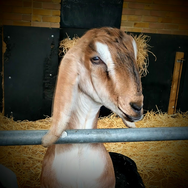 Monday Portrait: the Goats at Mudchute&nbsp;Farm