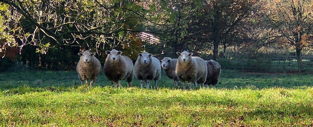 Monday Portrait:  There are Sheep at the Bottom of the Garden&nbsp;….