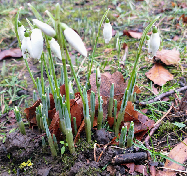 Springtime is i-cumen&nbsp;in