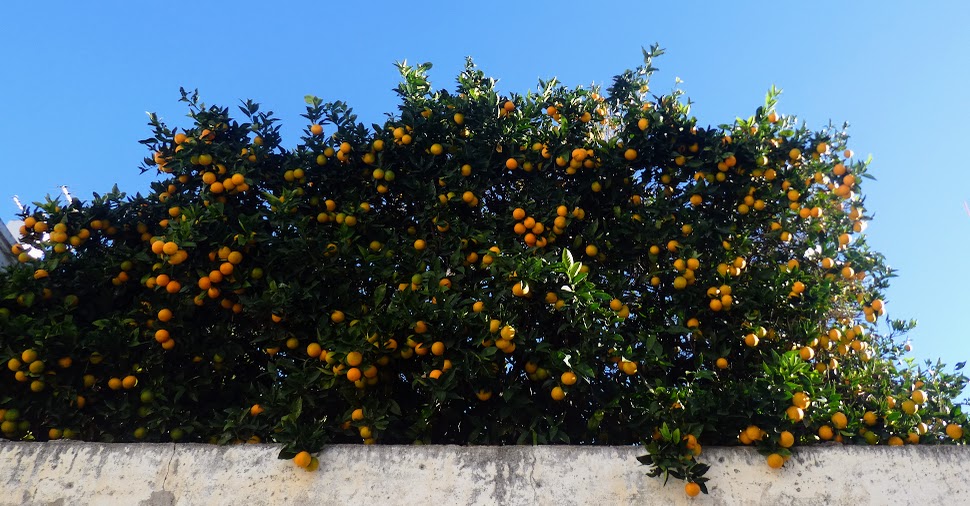 An Orange Walk Home from&nbsp;School