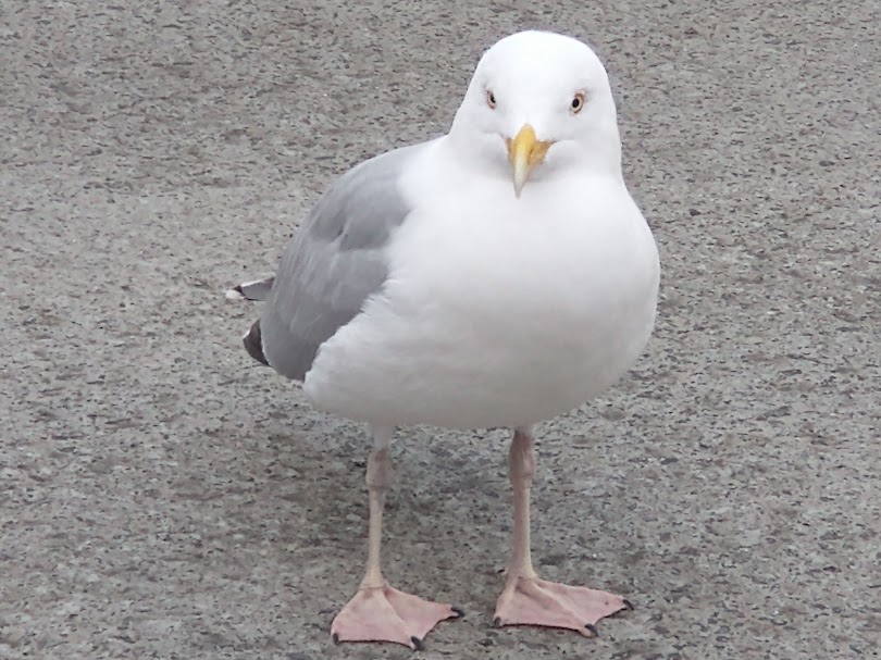 Monday Portraits: Sundry&nbsp;Gulls