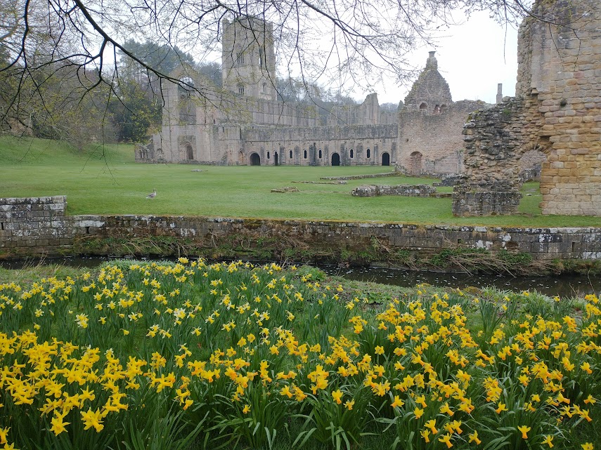 It’s Daffodil Time at Fountains&nbsp;Abbey