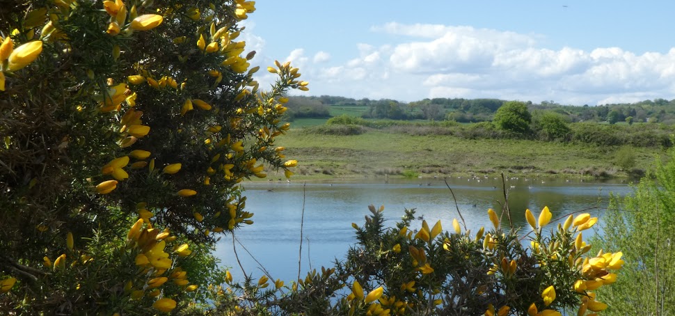 Yellow Flowers for Springtime, for&nbsp;Easter