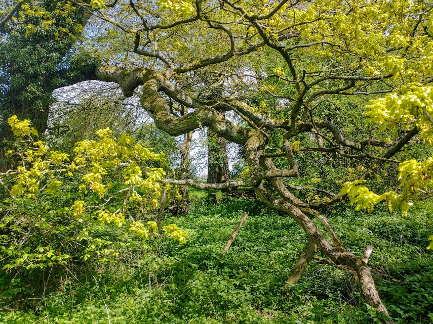 The Woodland Awakens