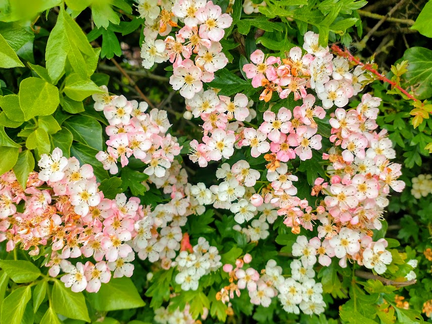 Blossom is Bustin’ Out All&nbsp;Over