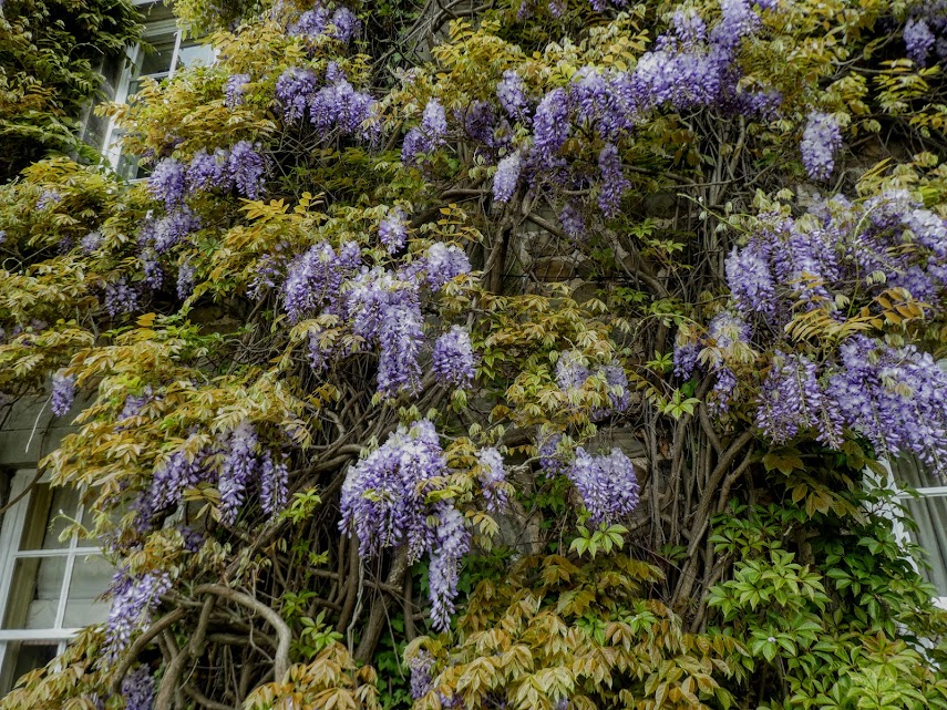 Burgeoning Wisteria