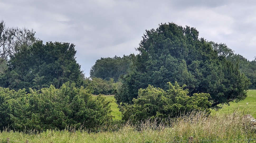 Half as Old as&nbsp;Time