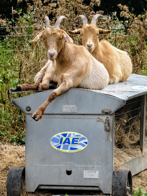 It’s a Goat’s&nbsp;Life