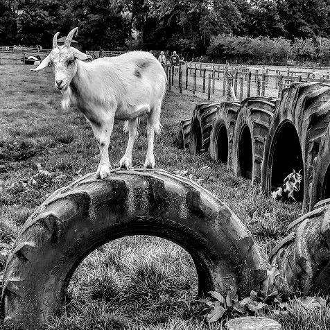 A Goat on Top of the&nbsp;World
