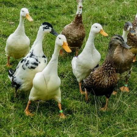 7 x Ducks & Ducklings, Geese &&nbsp;Goslings