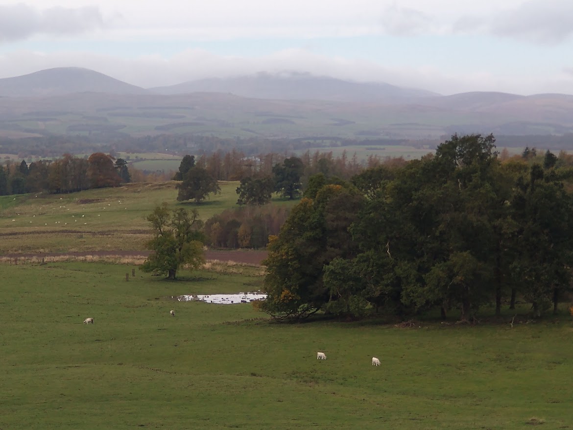 The Wild Cattle of&nbsp;Chillingham
