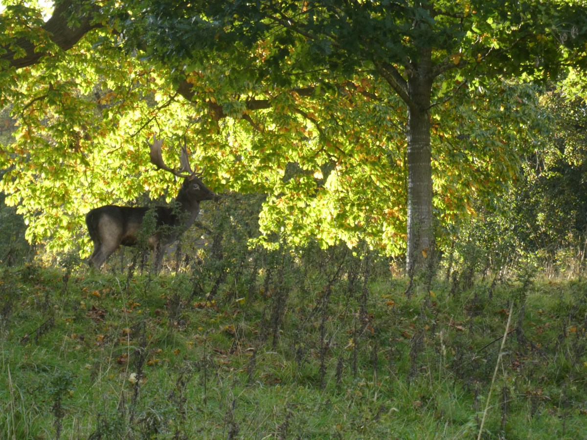 Deer Walk at&nbsp;Dusk