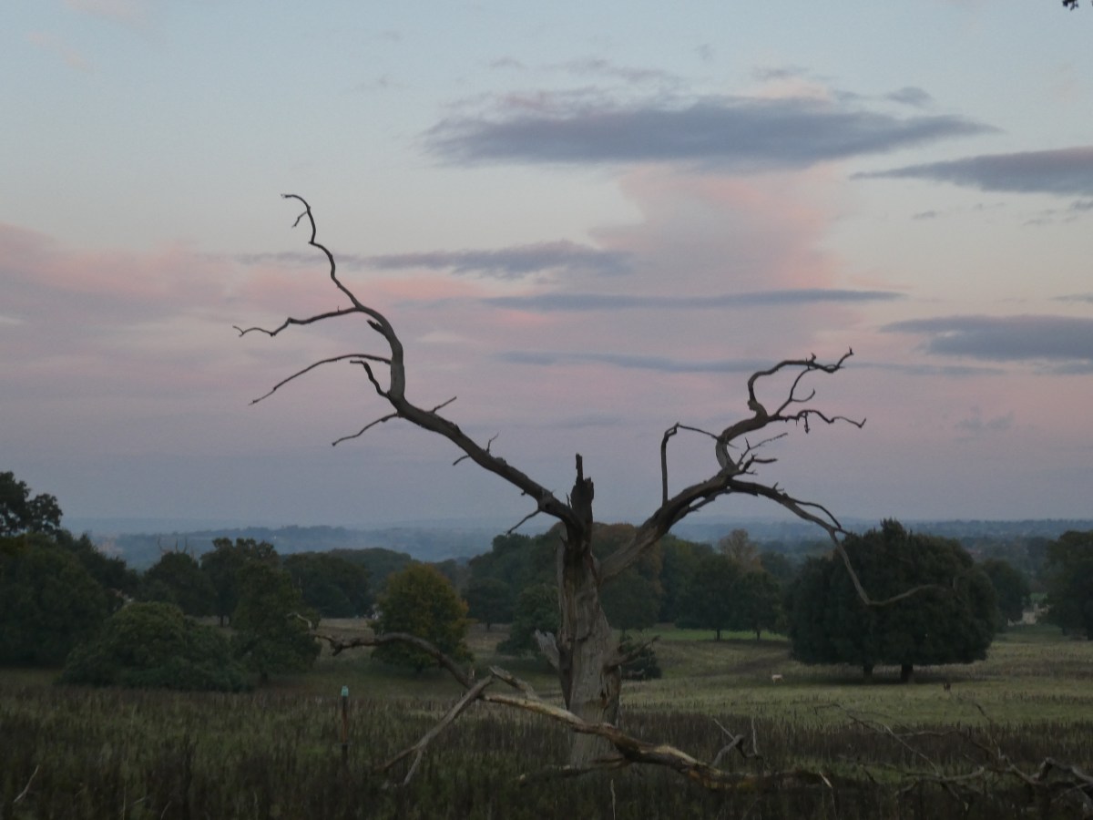 The Largest Antlers in Studley&nbsp;Royal?