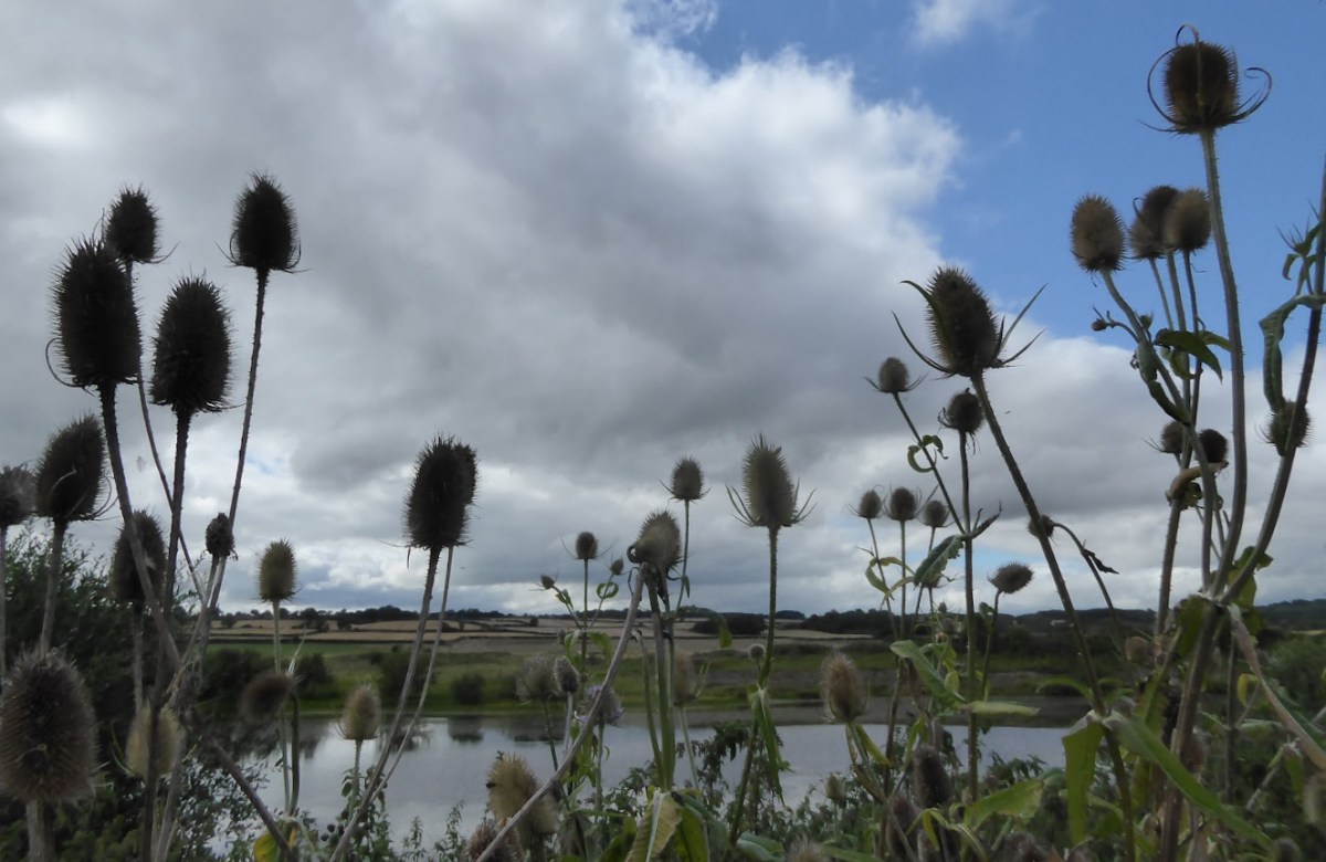 Rushing Round Two Nature&nbsp;Reserves