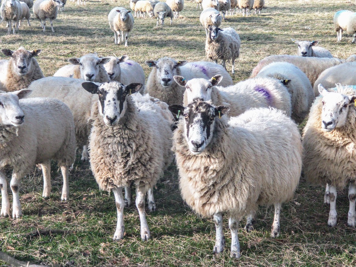 My Sheepish Fan&nbsp;Club