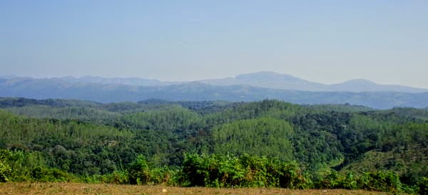 Indian Friday:  Tea Plantation&nbsp;Day