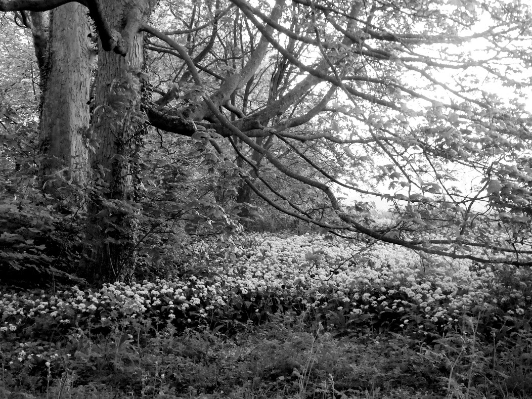 Monochrome Madness Goes to the&nbsp;Woods