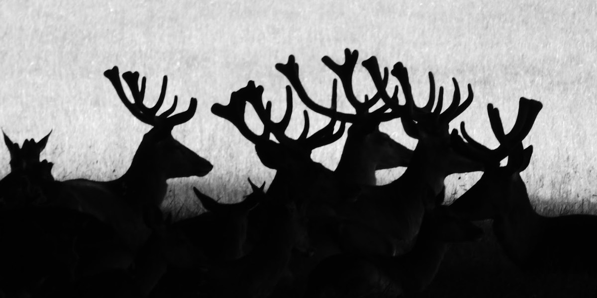 A Morning with the Deer of Studley&nbsp;Royal