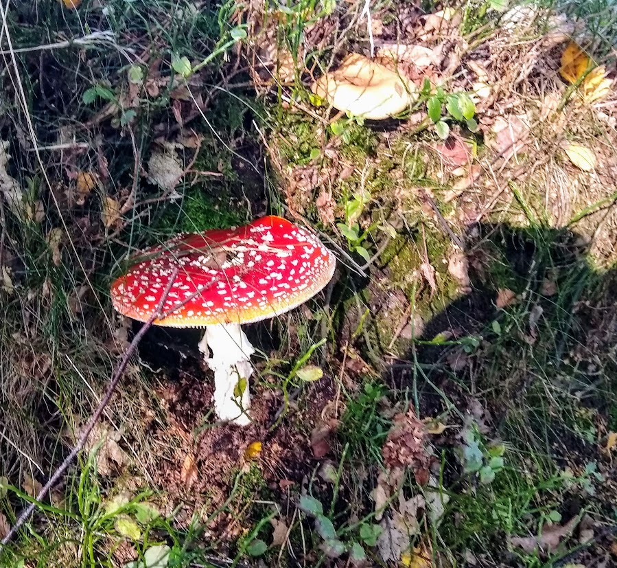 A Residence for&nbsp;Fairies?