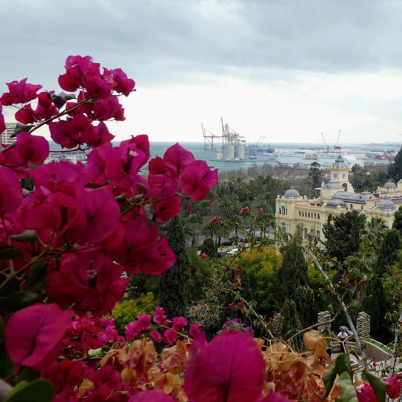 Bougainvillea Bonanza