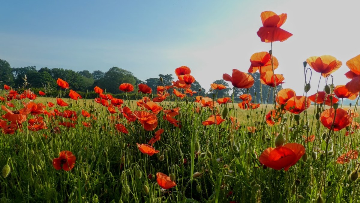 Positively Poppies