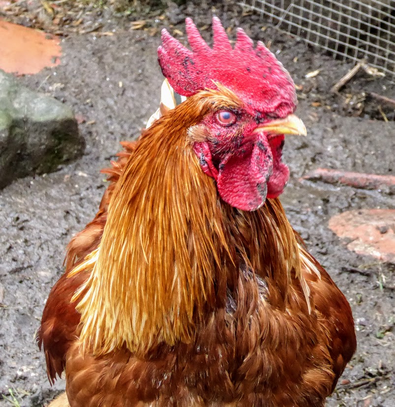 Cocksure Cocks o’the&nbsp;Walk