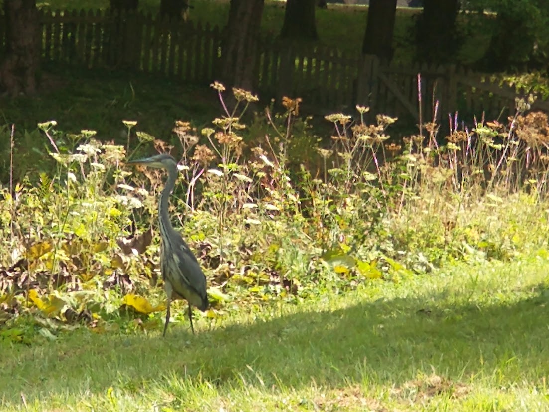 Breakfast Time for a&nbsp;Heron