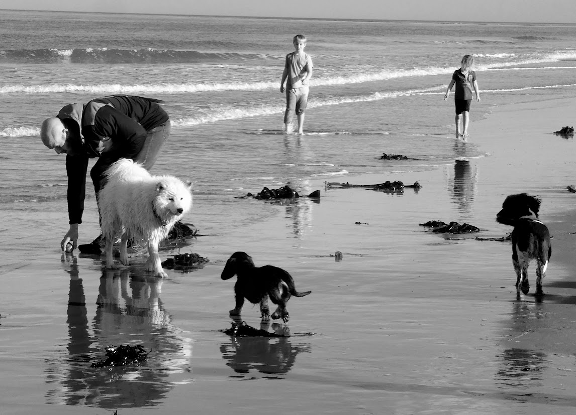 Dogs on the&nbsp;Beach
