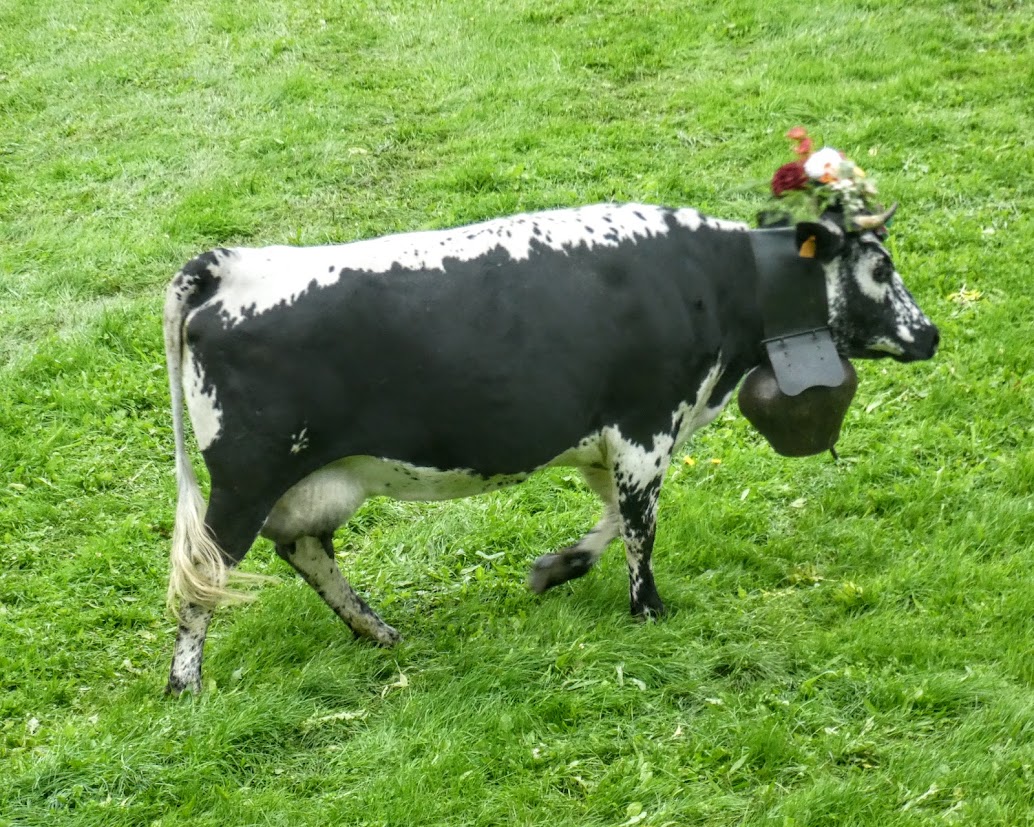 Monday Portrait: a&nbsp;Vosgienne