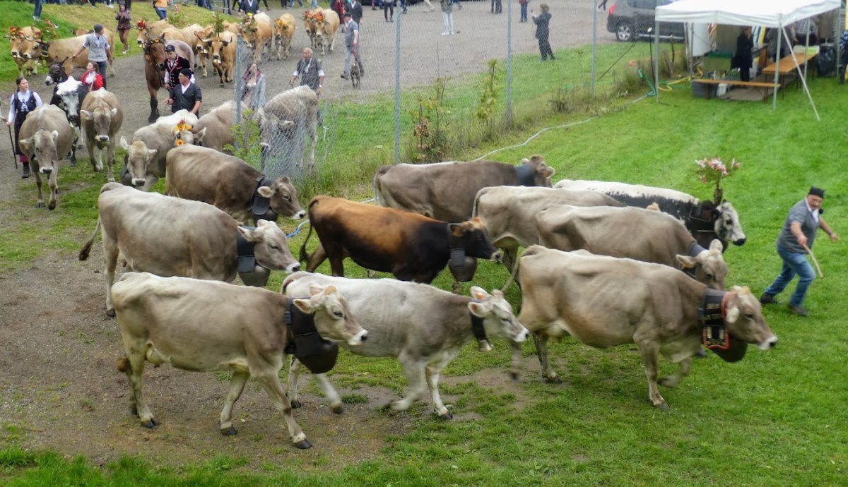 Postcard from Alsace: Fête de la&nbsp;Transhumance