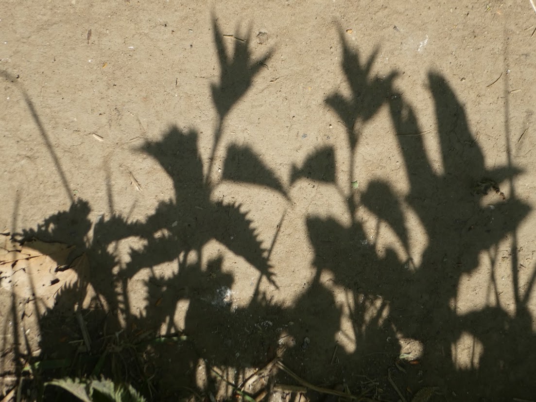 Shadow Hedge – From Pyrenees to Pennines
